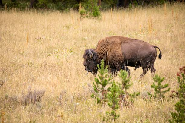 istock Wyoming Bison Grazing The Land 1423632541