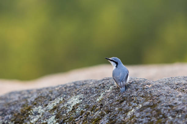 kleibervogel auf stein - stone bird animal autumn stock-fotos und bilder