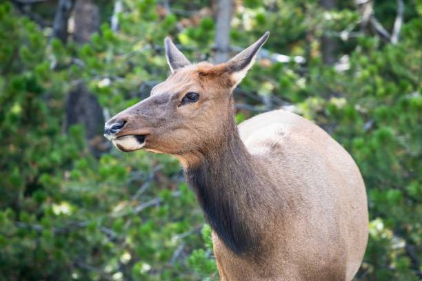 Female Elk in Yellowstone National Park