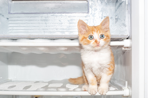 The freezer is defrosting. A red kitten sits on a shelf in the refrigerator. Maintenance of household appliances.