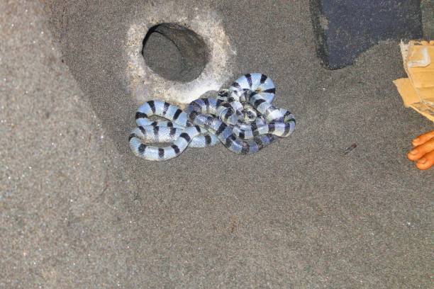 ular suci ou uma cobra sagrada que se acredita ser o guardião do templo tanah lot em bali - tanah lot close up bali indonesia - fotografias e filmes do acervo