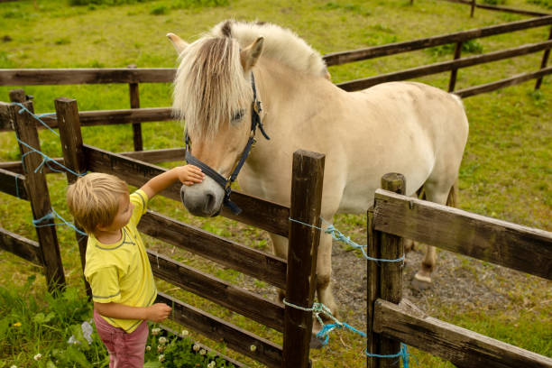 istock Child, toddler, looking at beautiful horses, caressing 1423635208