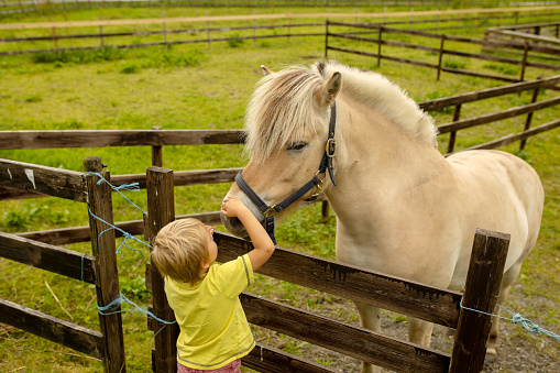 Little blonde boy in in red clothes with horse on sunny summer day.