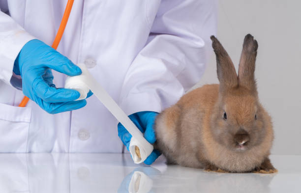 istock Veterinarians Using a bandage Wrap around the fluffy rabbit broken leg to welt the leg. Concept of animal healthcare with a professional in an animal hospital 1423635990