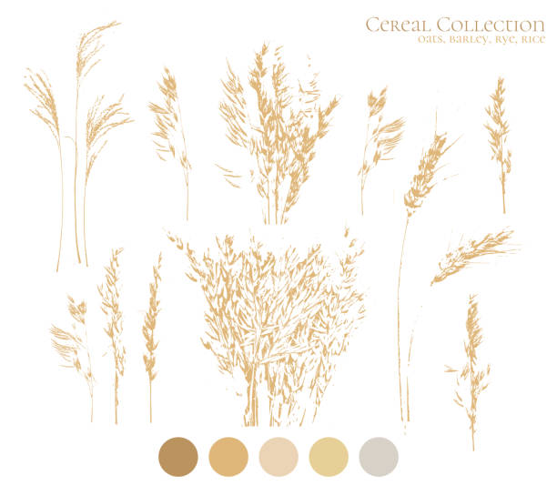 illustrations, cliparts, dessins animés et icônes de ensemble de silhouettes d’avoine, d’orge et d’oreilles de riz. emballage d’aliments sains naturels, collection de logos à base de plantes sur fond blanc - oat cereal plant oat flake backgrounds