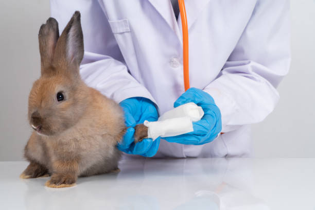 istock Veterinarians Using a bandage Wrap around the fluffy rabbit broken leg to welt the leg. Concept of animal healthcare with a professional in an animal hospital 1423637560