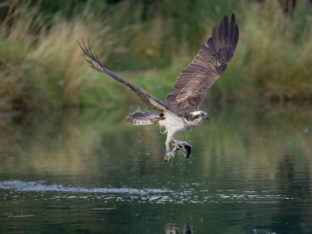 istock Osprey, Pandion haliaetus 1423637733