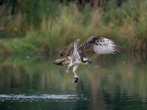 istock Osprey, Pandion haliaetus 1423637746