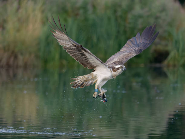 istock Osprey, Pandion haliaetus 1423637766