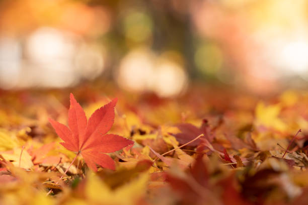 foglia d'acero rosso in autunno con acero sotto il paesaggio della luce del sole. le foglie di acero diventano gialle, arancioni, rosse in autunno. - japanese maple maple leaf leaf maple tree foto e immagini stock