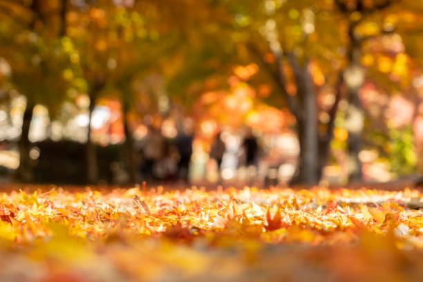 istock Red maple leaf  in autumn with maple tree under sunlight landscape.Maple leaves turn yellow, orange, red in autumn. 1423640451