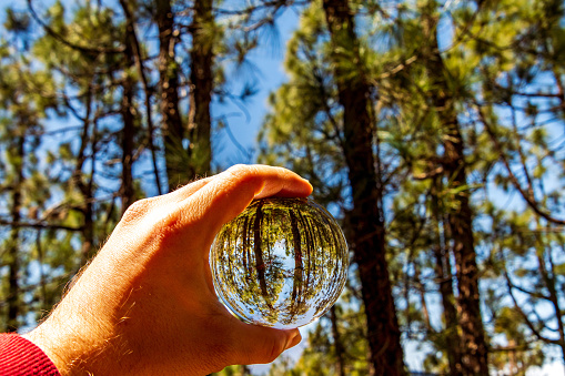 Set of pine trees reflected in a crystal ball, on the island of Tenerife.