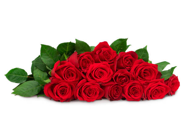 red rose with leaves on white background