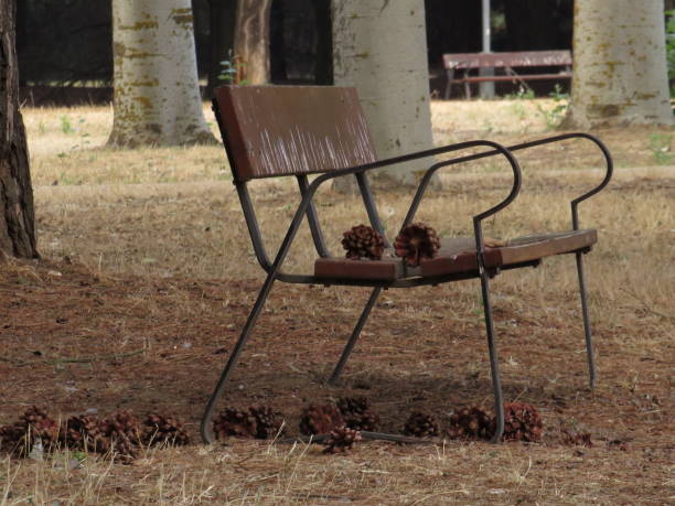 Empty bench in a park surrounded by pineapples in autumn