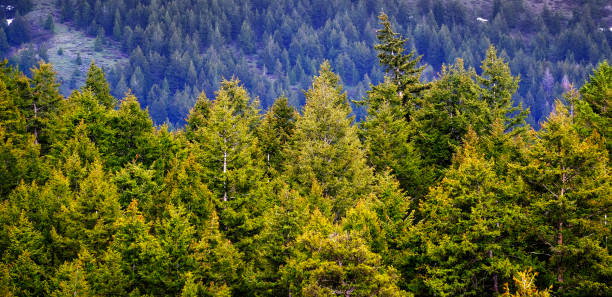istock Pine Forest During Rainstorm Lush Trees Rain Storm Raindrops Drops 1423643490