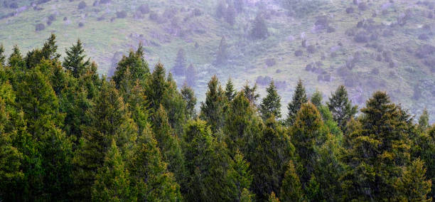 istock Pine Forest During Rainstorm Lush Trees Rain Storm Raindrops Drops 1423643526