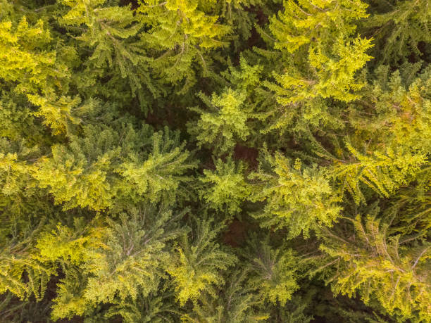 istock Summer Day and Spruce Forest. Aerial View Flat Lay 1423646396
