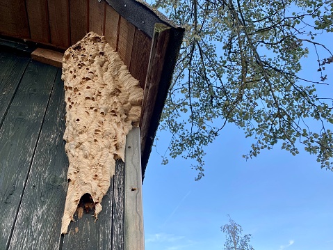 European hornet (Vespa crabro) nest hanging on an old construction trailer.