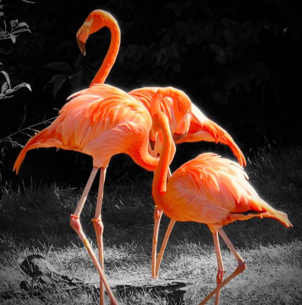 istock Flamingoes in mood 1423646862