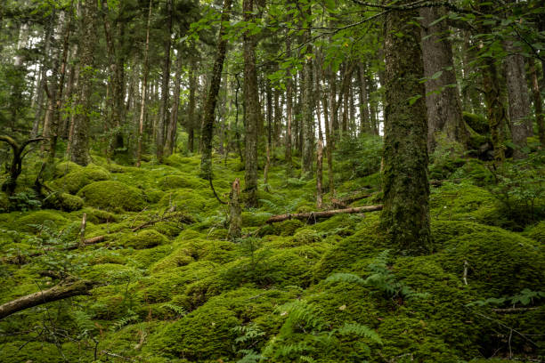 istock Blanket of Moss Covers Hillside 1423647328