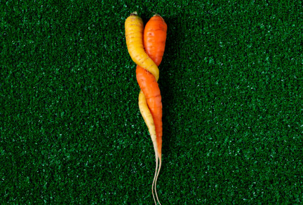 Two carrots of orange and yellow colors intertwined Two carrots of orange and yellow colors intertwined on green grass. Ugly food, unusual shapes in farmer vegetable. Concept of love and hugging unusual couple stock pictures, royalty-free photos & images