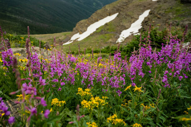 fireweed와 daisies bloom in summer about snowy patch in glacier - landscape montana wildflower flower 뉴스 사진 이미지