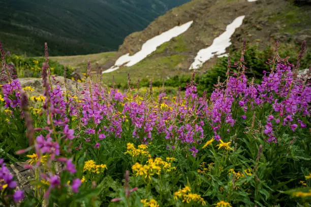 Fireweed and Daisies Bloom In Summer About Snowy Patch in Glacier National Park
