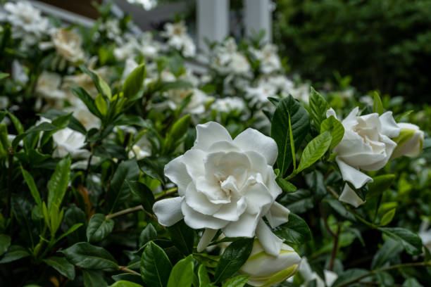 fokus auf single gardenia blossom am busch - gardenie stock-fotos und bilder
