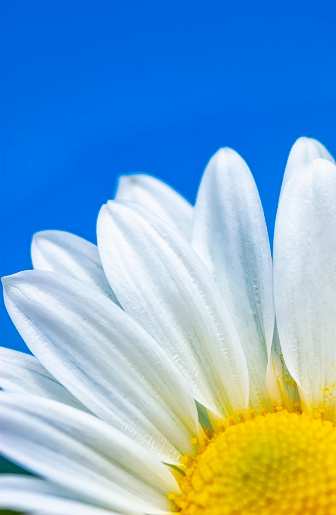 A close-up of a daisy’s petals with a clear blue sky in the background.