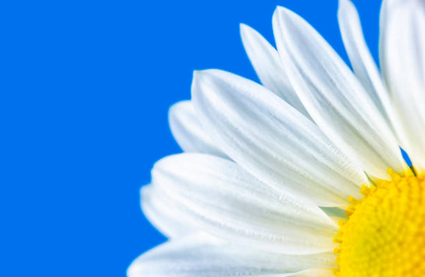An extreme close-up of a daisy flower highlighting its intricate details including the yellow pistils and stamens and the soft white petals. The image captures the vibrant colors and delicate textures, ideal for themes of nature, spring, or growth.