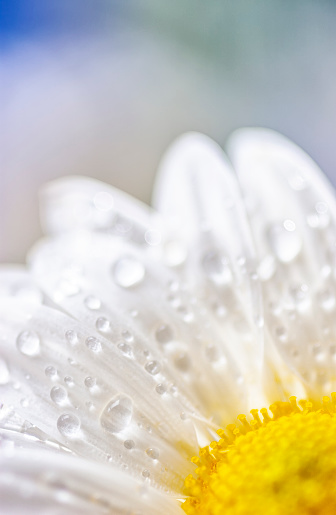 Macro top view close-up of drops on the petal of a yellow/pink flowering peony - shallow DOF, focus is on the water drops - taken straight from abvce