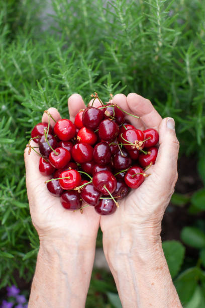 istock heap of fresh cherries in old woman's hands 1423651222
