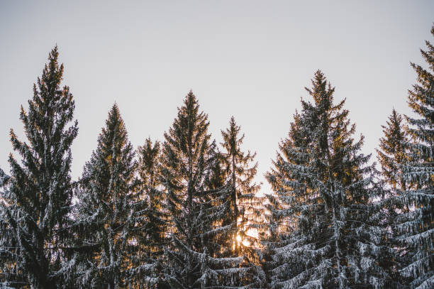 istock Winter Snow Covering Evergreen Pine Tree Woods Forest Landscape 1423651381
