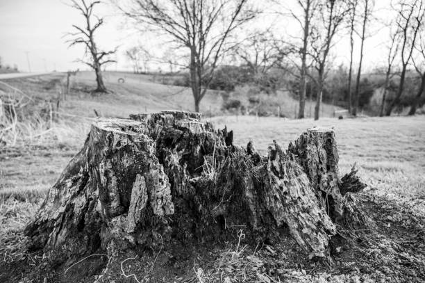 istock Old rotting tree stump showing age and decay from many years. 1423651382