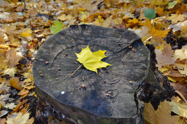 istock yellow maple leaf on stump isolated, close-up 1423651850
