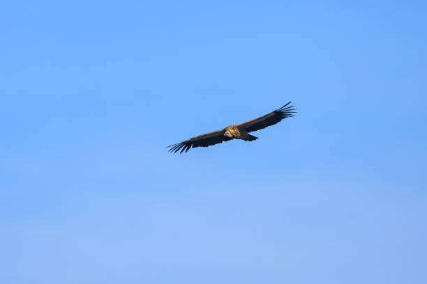 istock One griffon vulture flying in front of blue sky 1423651993