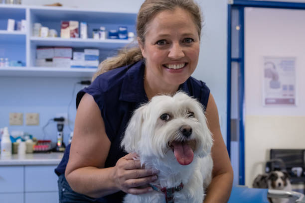 istock A veterinarian tries to comfort a small Maltese dog. 1423652000