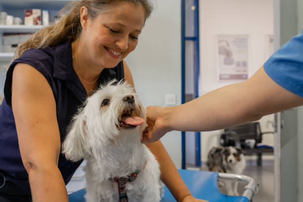 istock A veterinarian tries to comfort a small Maltese dog. 1423652021