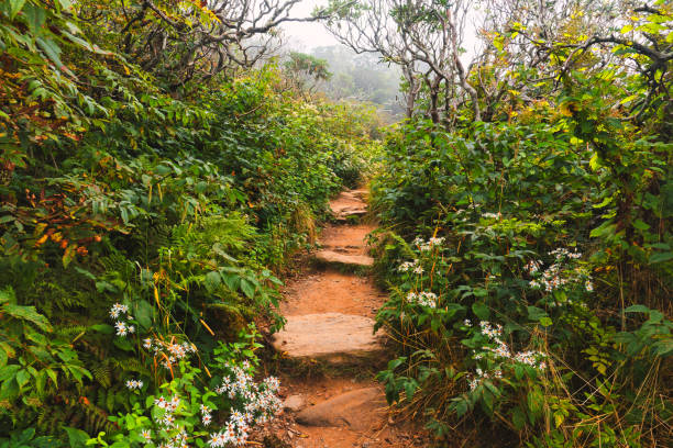 craggy gardens trail 10 libro di fiabe - hiking mountain dirt scenics foto e immagini stock