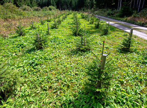 rows of young conifers at a forestation in a forest along a road, Austria