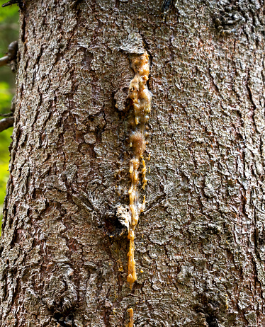 resin leaks out of the trunk of a conifer tree with rough bark