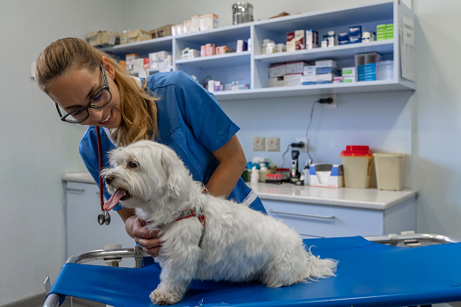 Maltese dog under stress during a veterinary examination. A veterinarian tries to comfort a small Maltese dog.\nVeterinary dressing the wound of a Maltese dog.