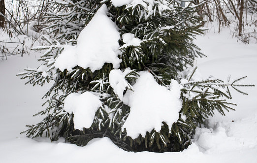 Green fir tree in the forest under snow in winter