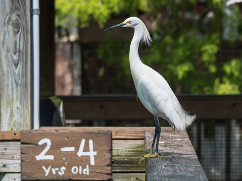 egret perched on a railing