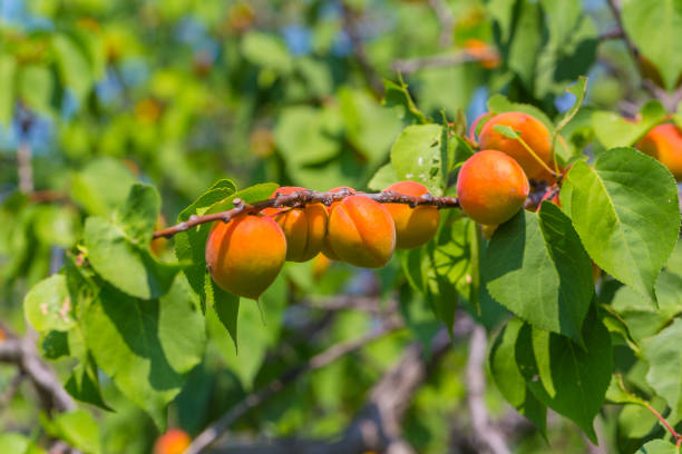 istock Ripe apricots during the harvest 1423656984