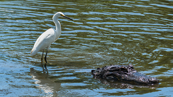 Egret standing on an Alligator