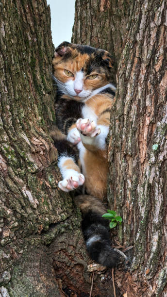 cat sitting comfortably on a tree trunk. outside my home. this cat loves to sit in this spot every day. it was sleeping and woke up when i tried to take its pic. its not harmed in any way, nor is it stuck.