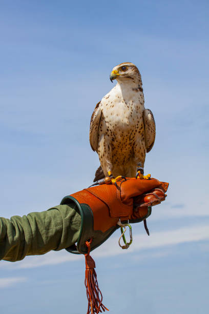 falcão peregrino sentado na luva de couro de um falcoeiro com fundo azul céu - falconry glove - fotografias e filmes do acervo