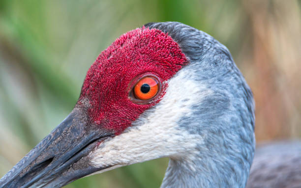 sandhill crane closeup