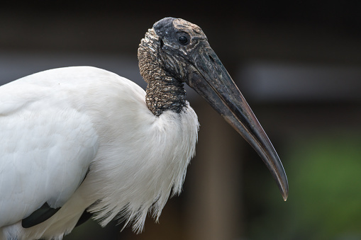 wood stork portrait
